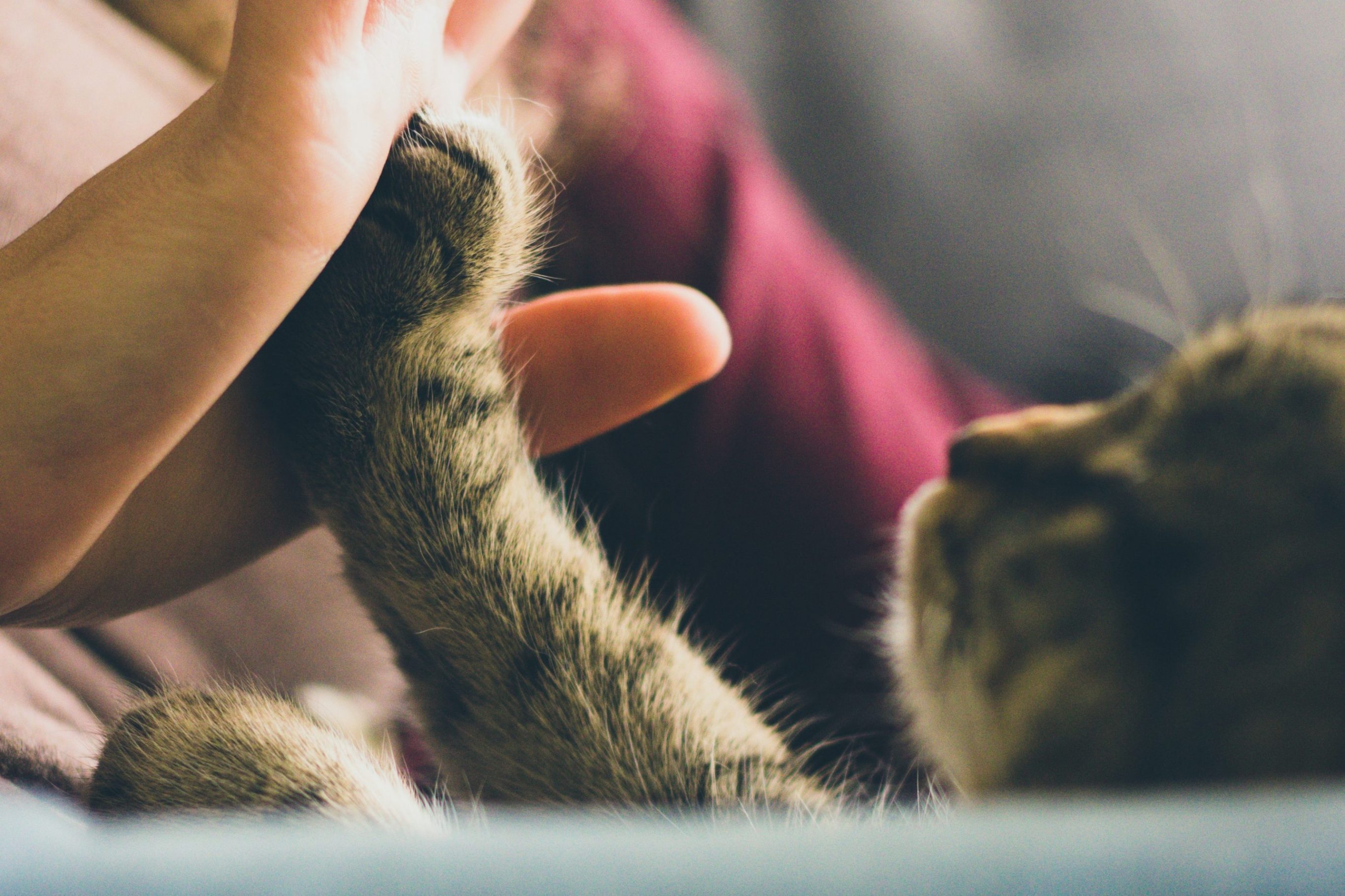 Cat high-fiving its owner